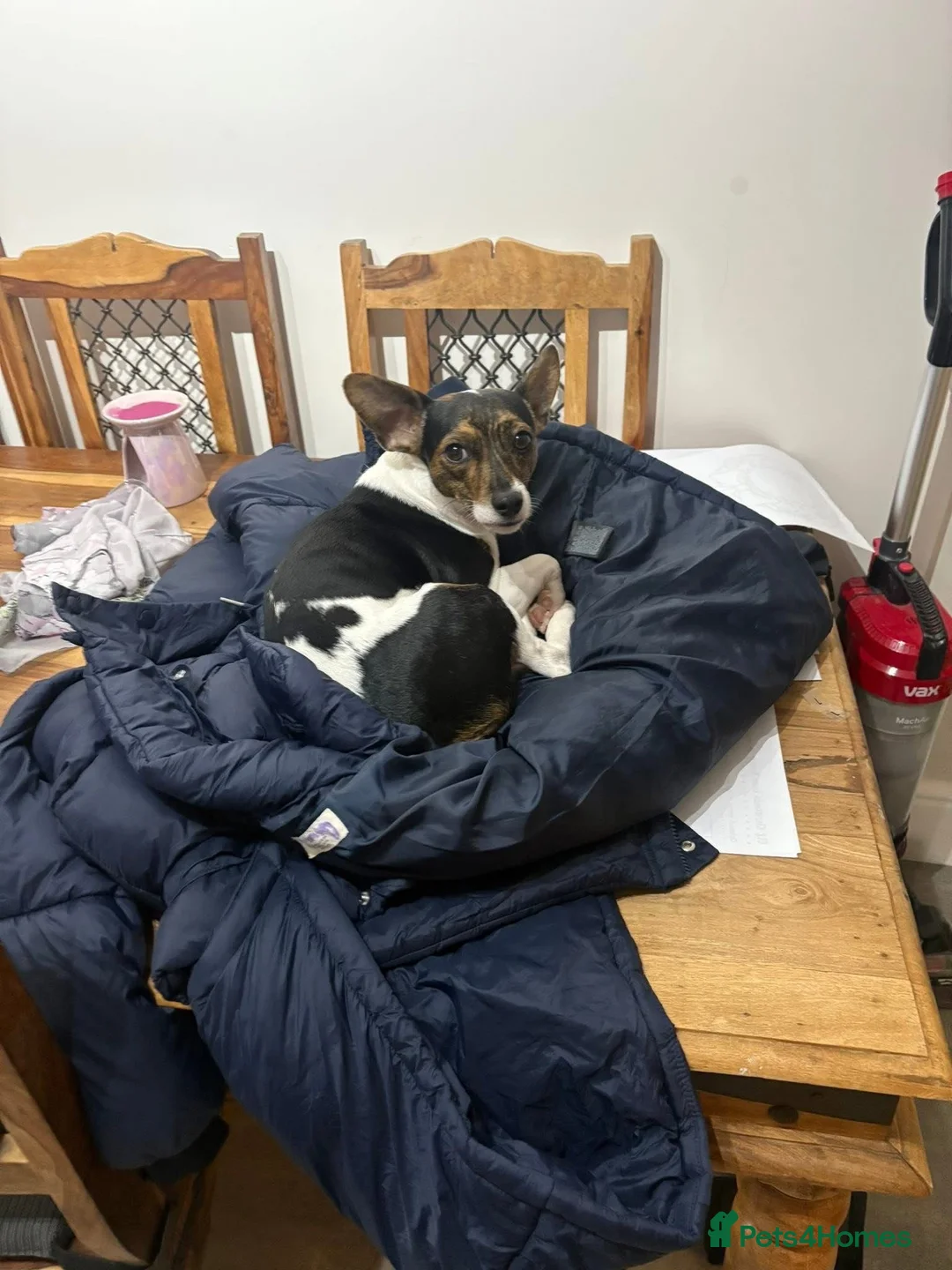 Patterjack dogs for sale: 2 year old Patterjack - Advert 3