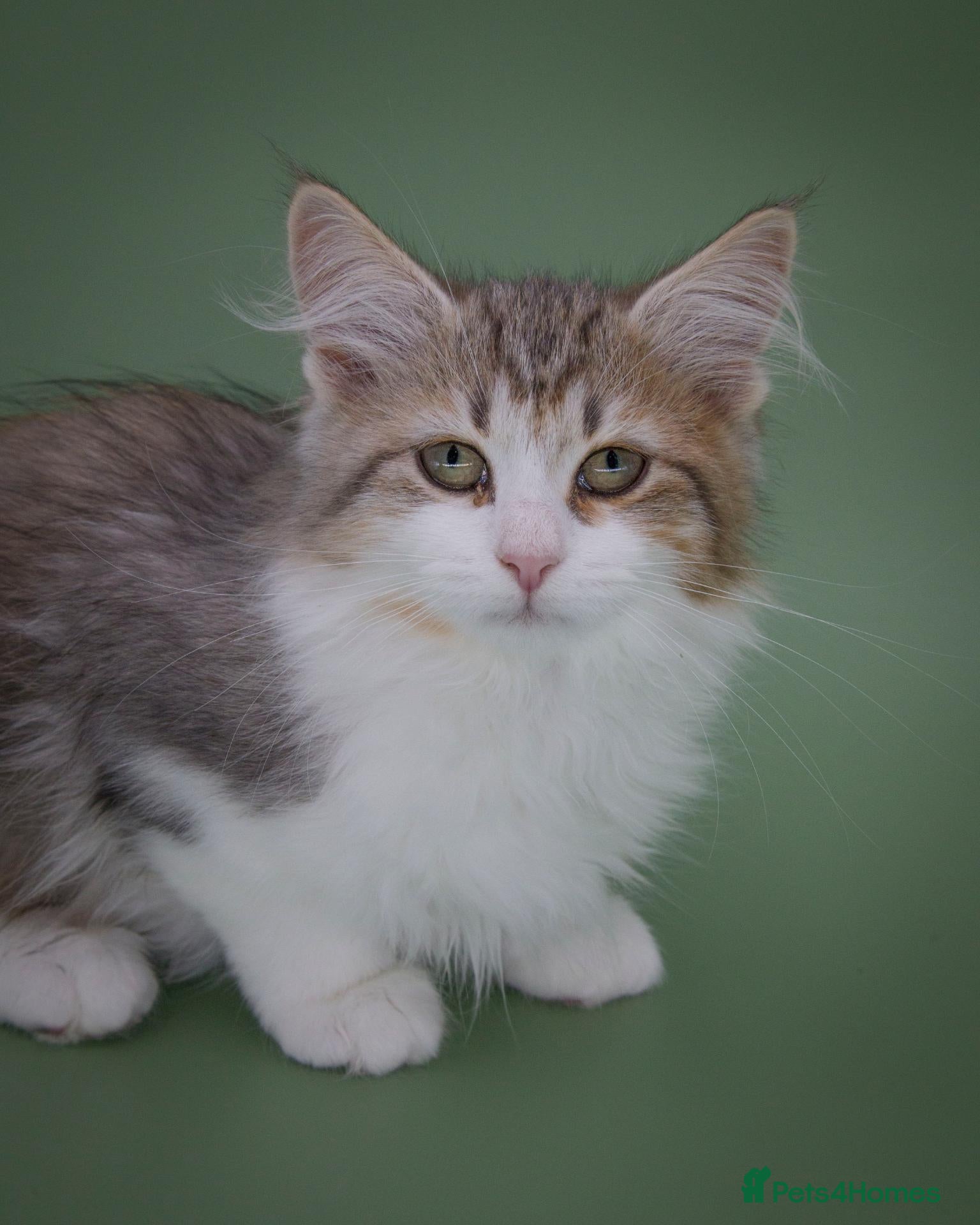 Siberian cats TICA Registered Girl - Ready Now - Advert 2