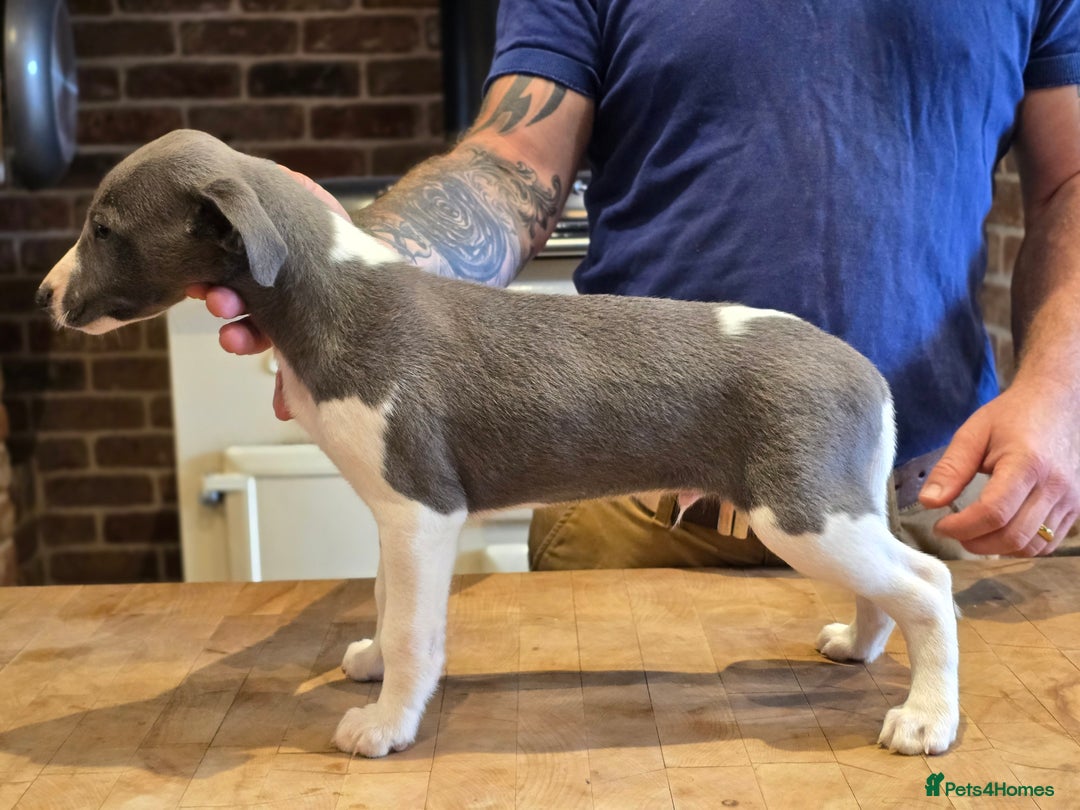 Whippet dogs for sale: Kc reg whippet litter.  male & female available - Image 31