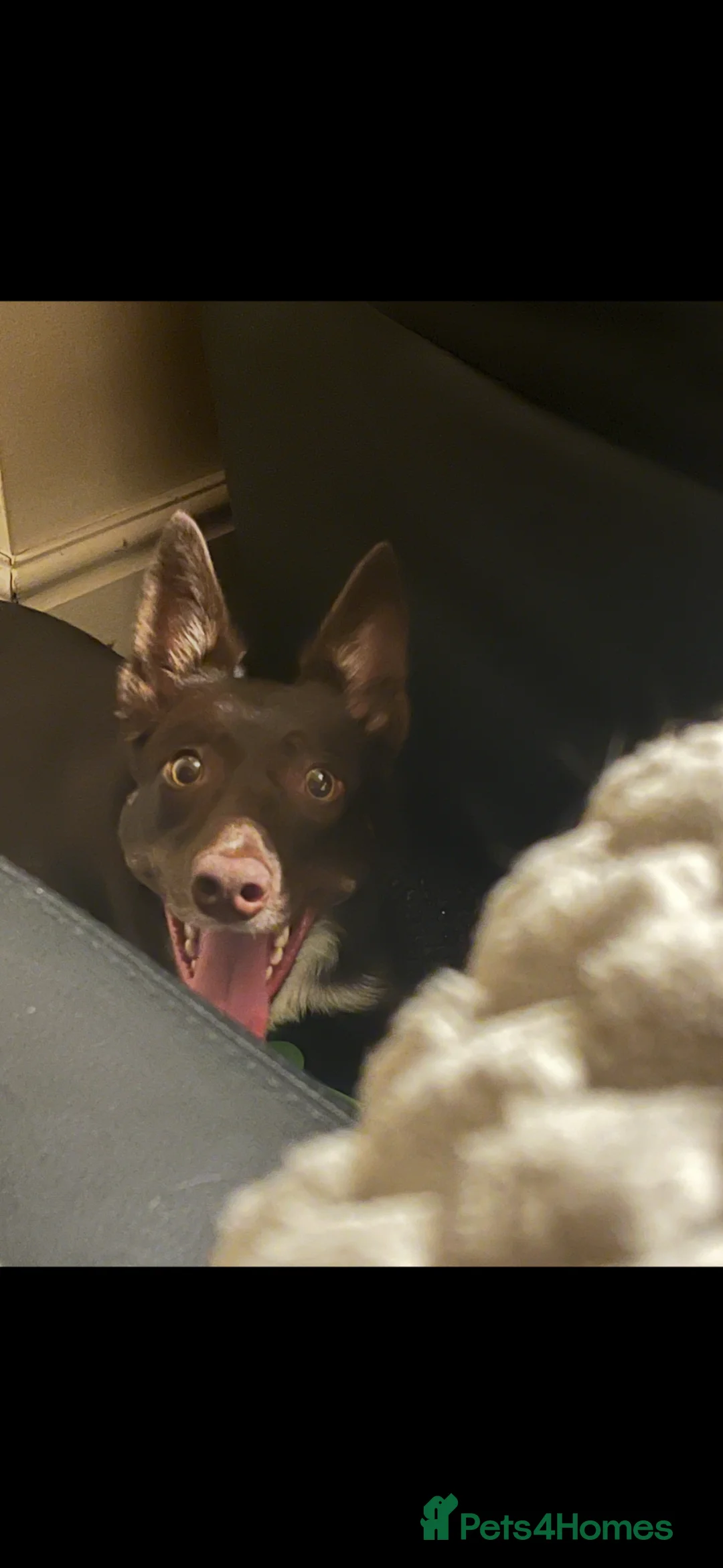 Border Collie dogs for sale: Ivy female border collie 2yrs old  - Advert 2