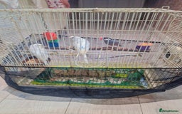 Budgerigars birds for sale:  2 white budgies pair and a java sprarrow  - Image 5