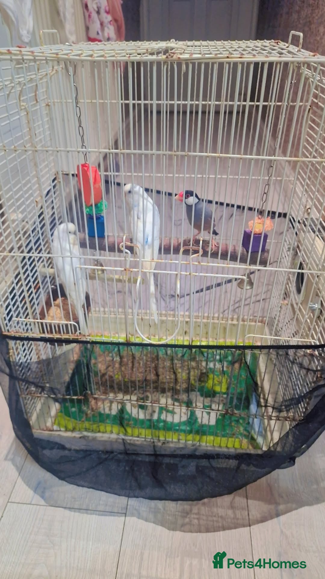 Budgerigars birds for sale:  2 white budgies pair and a java sprarrow  - Image 5