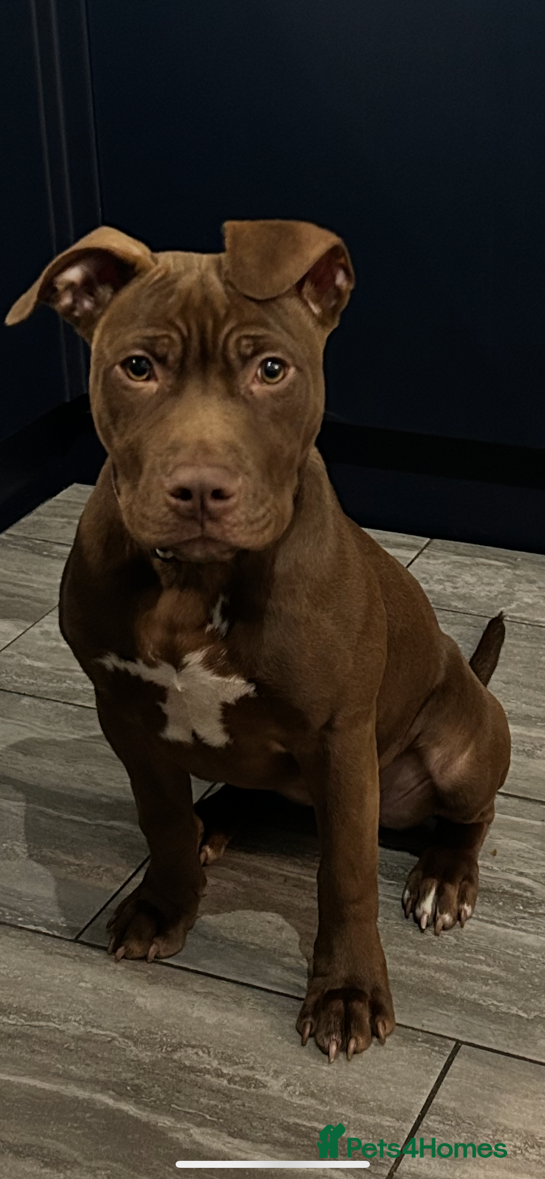 Mixed Breed dogs for sale: Bully cross puppy - Advert 2