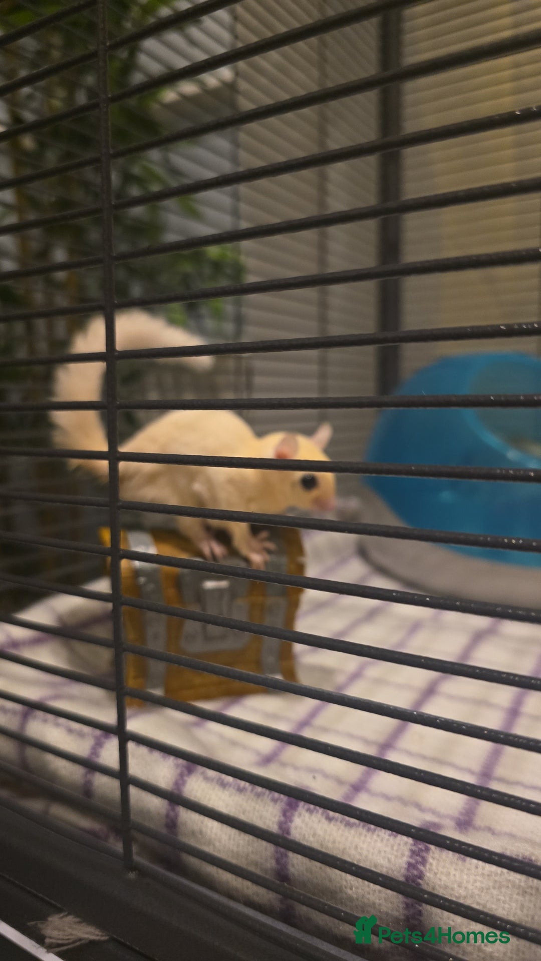 Sugar Glider rodents for sale: Twin Sugar Gliders  - Image 1