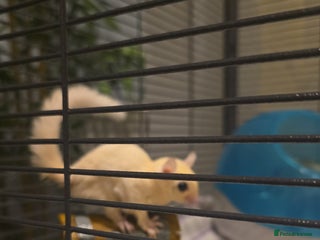 Sugar Glider rodents - Advert 2