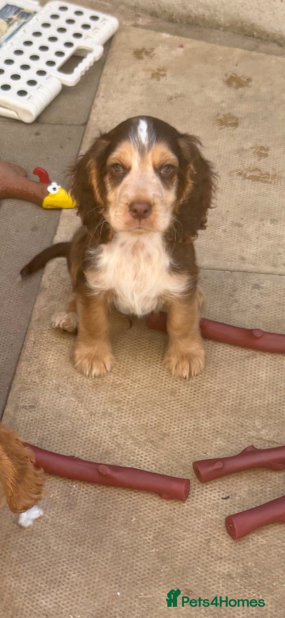 Cocker Spaniel dogs REDUCED !! 4boys left   show cockers - Advert 2