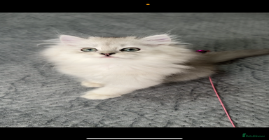 Persian cats - Advert 14
