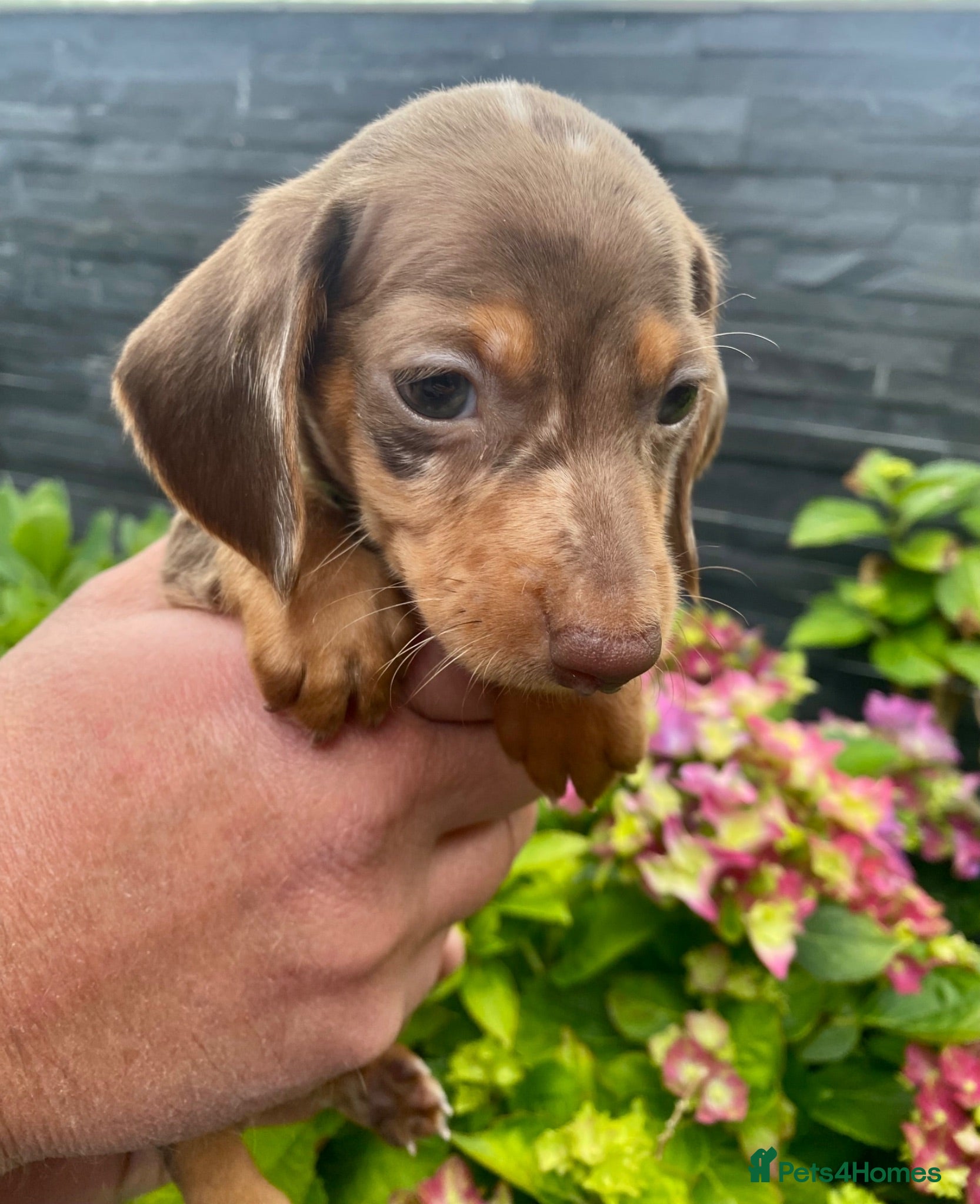 Miniature Dachshund dogs Stunning mini dachshund  - Advert 17