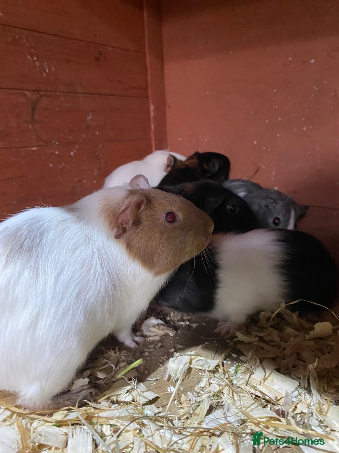Guinea Pig rodents for sale: 7 male Guinea pigs  in Petworth - Advert 8