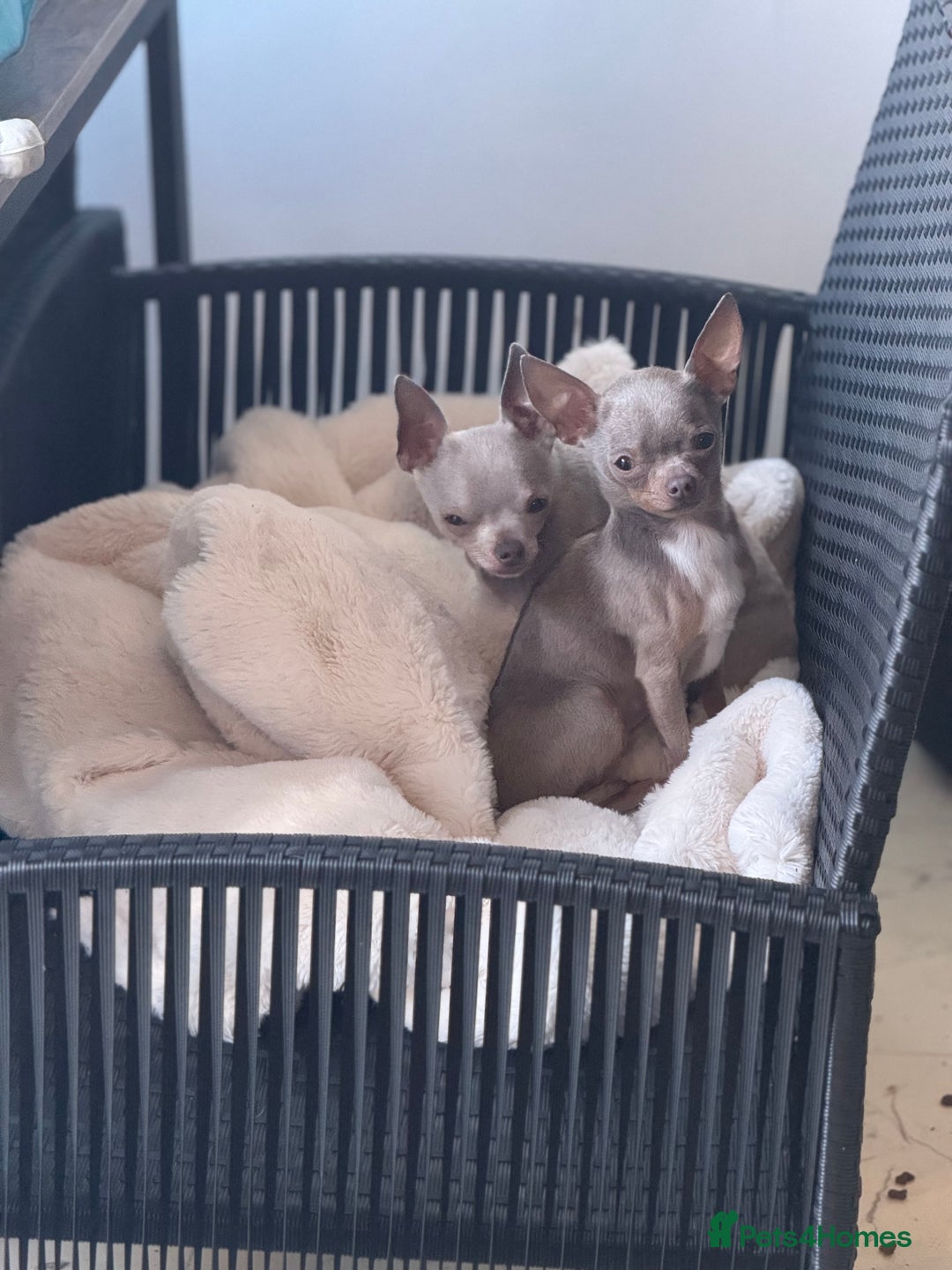 Chihuahua dogs for sale: Lilac  **  chihuahuas  - Advert 1