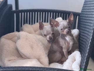 Chihuahua dogs Lilac ** chihuahuas - Advert 10