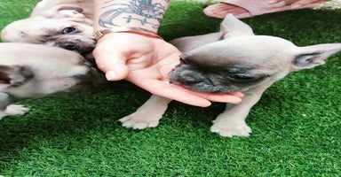 French Bulldog dogs - Advert 11
