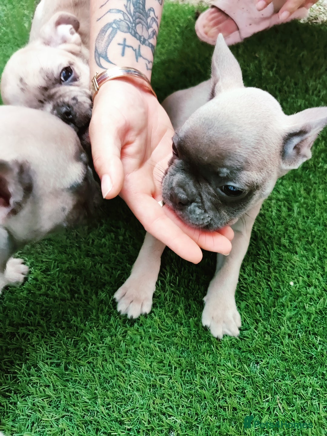 French Bulldog dogs for sale: French bulldog puppies  - Image 3