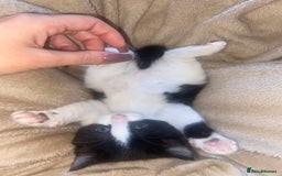 Mixed Breed cats for sale: BEAUTIFUL BLACK AND WHITE KITTENS 🐱  - Image 8