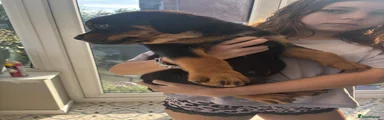 Mixed Breed Puppy 4