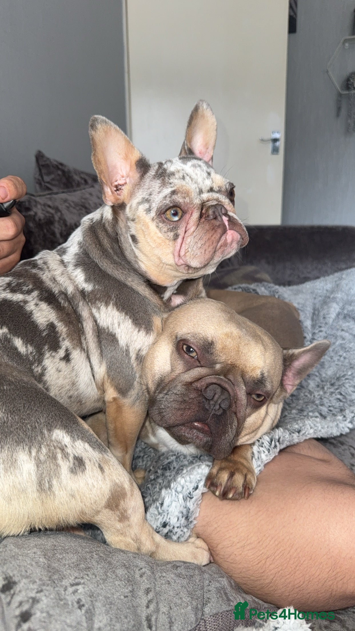 French Bulldog dogs French bulldog puppies  - Advert 1