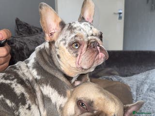 French Bulldog dogs French bulldog puppies - Advert 14