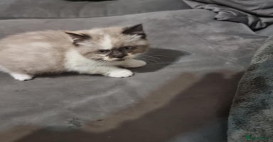 Persian cats - Advert 6