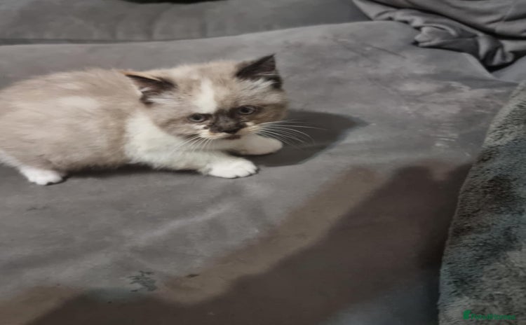 Persian cats - Advert 13