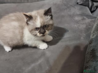 Persian cats - Advert 2