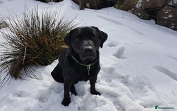 Labrador Retriever dogs for stud: Black Labrador Stud - Image 2
