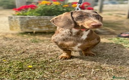 Dachshund dogs for sale: Beautiful Dachshunds READY TO LEAVE  - Image 7