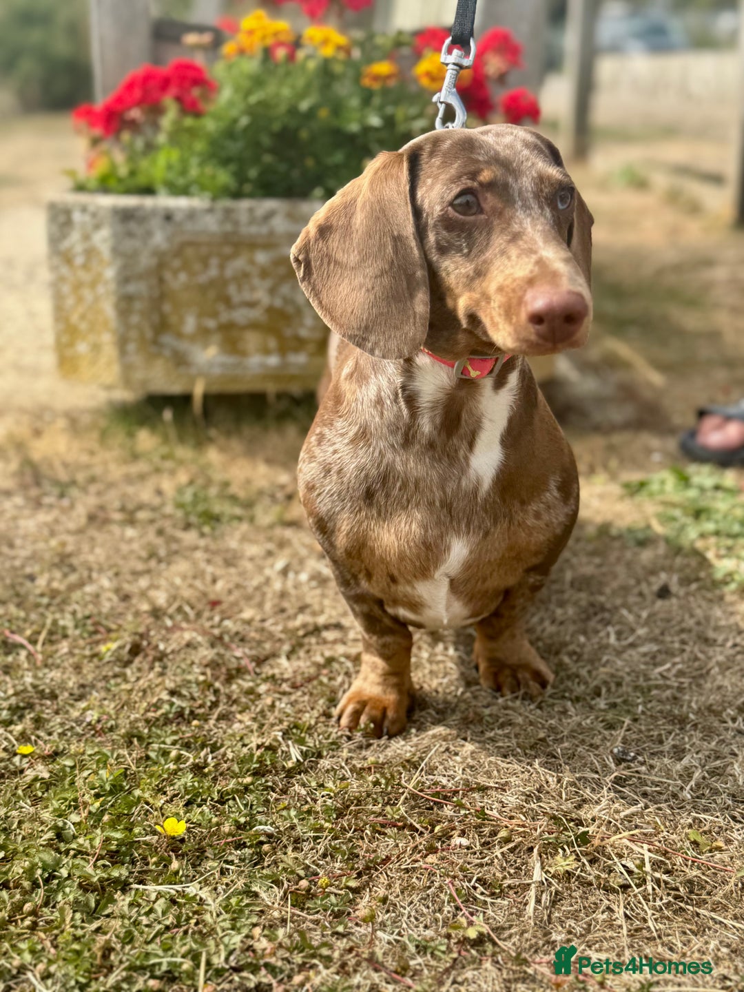Dachshund dogs for sale: Beautiful Dachshunds READY TO LEAVE  - Image 7