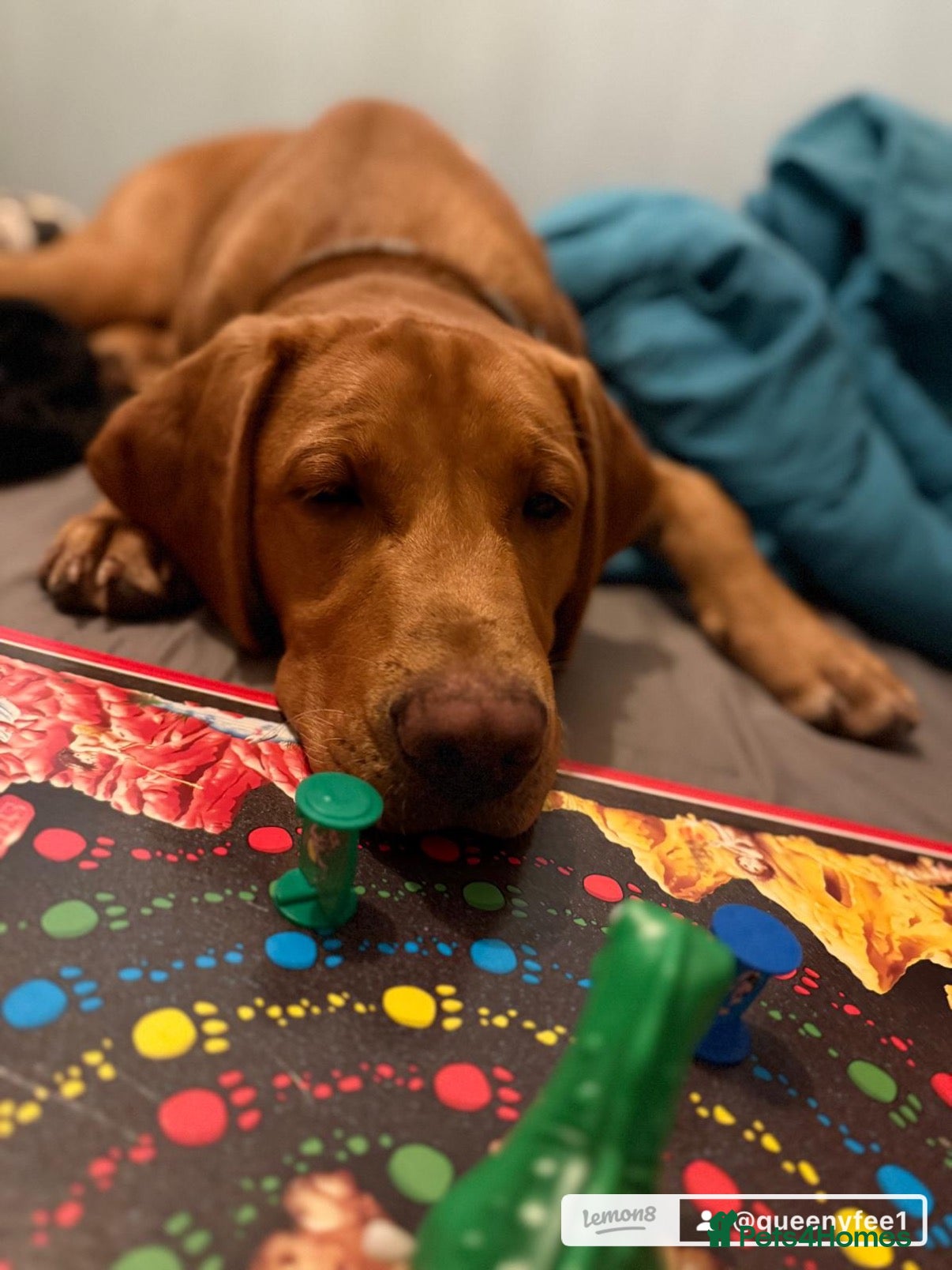 Labrador Retriever dogs My beautiful 10 month old lab boy  - Advert 6