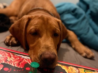 Labrador Retriever dogs My beautiful 10 month old lab boy - Advert 3