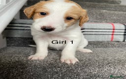 Mixed Breed dogs for sale: Cocker collie cross  - Image 3
