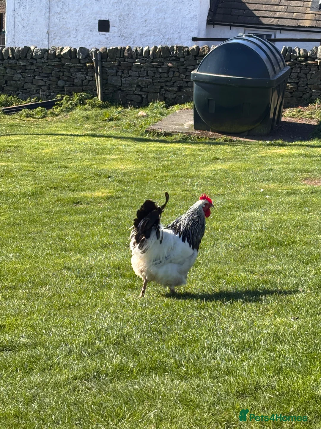 Chickens poultry for sale: Pure light Sussex large fowl  - Advert 2