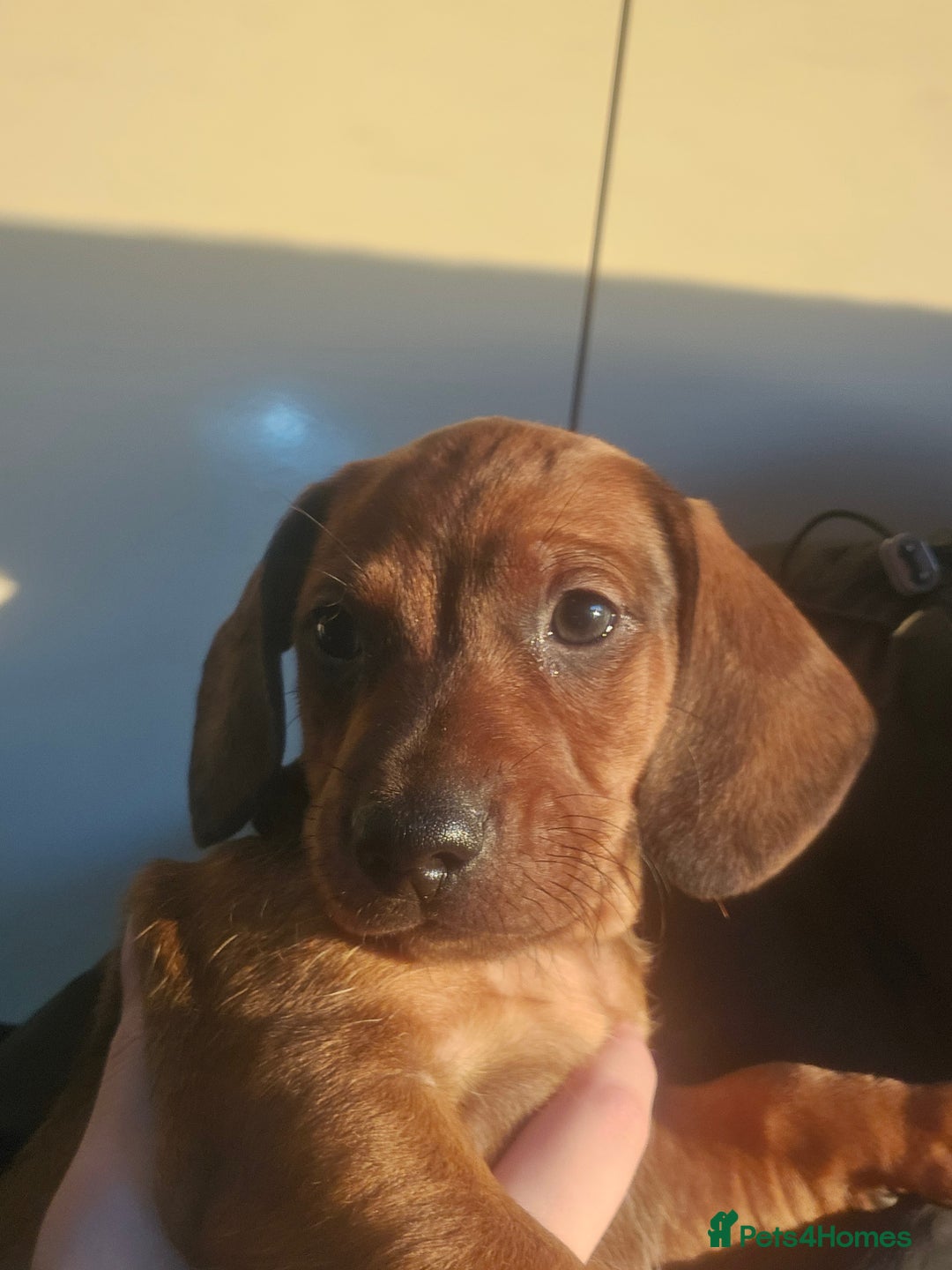 Dachshund dogs for sale: Dachshund puppies for sale  - Image 13
