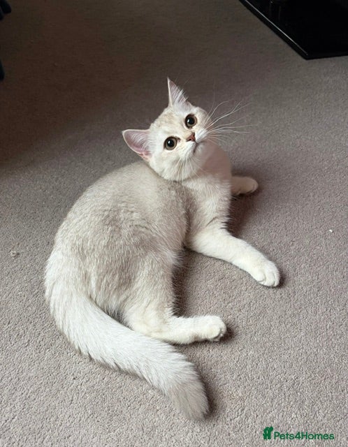 British Shorthair cats Beautiful Silver Shaded British Shorthair Girl  - Advert 2