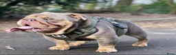 English Bulldog dogs for stud: Son of the Famous Topboy  - Advert 3