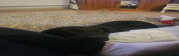 Labrador Retriever dogs for sale: Beautiful labrador boy - Advert 2