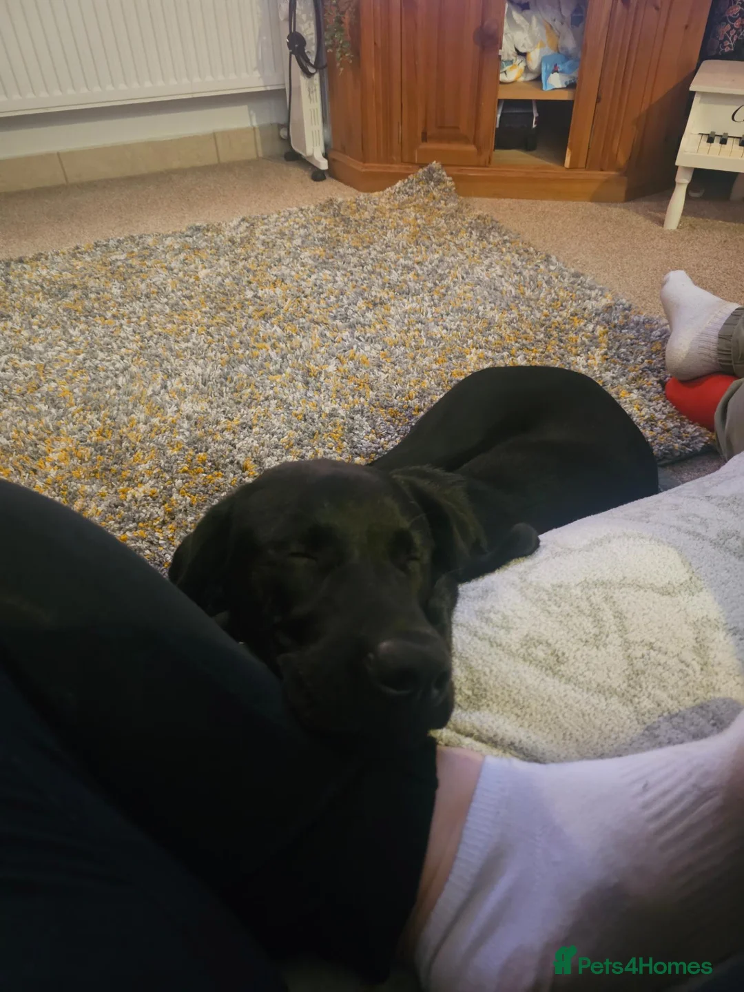 Labrador Retriever dogs for sale: Beautiful labrador boy - Advert 2