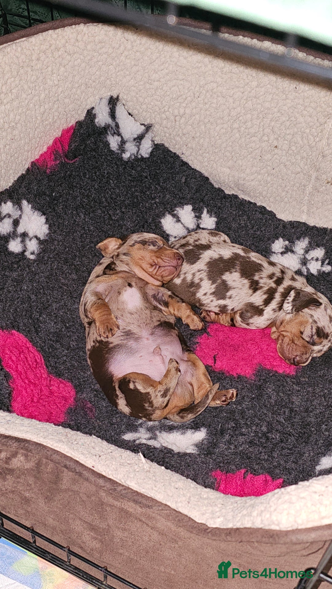 Miniature Dachshund dogs for sale: Two Beautiful Boys - Advert 14