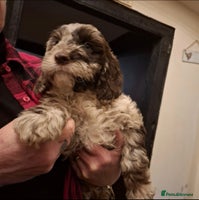 Sproodle dogs - Advert 23