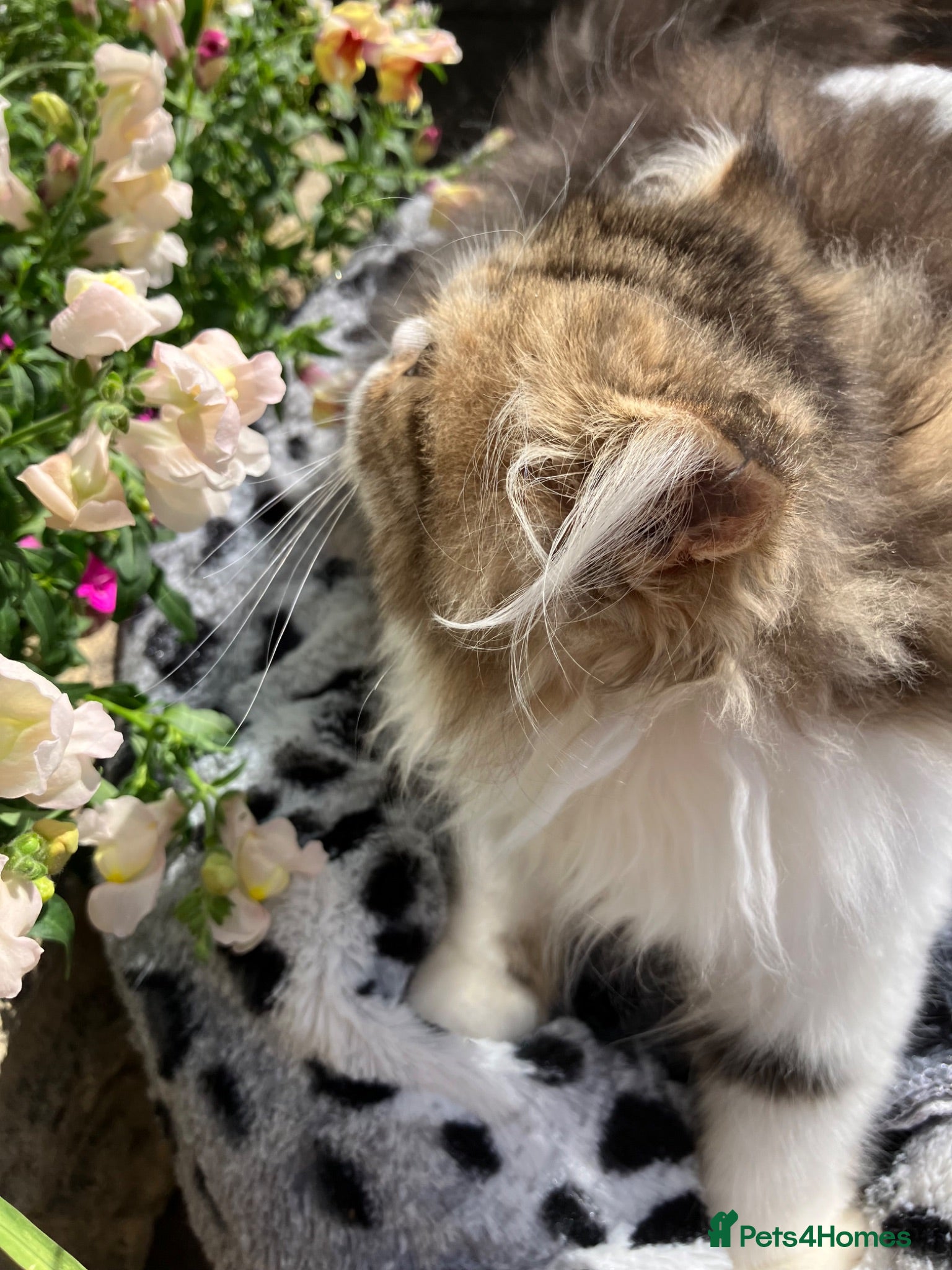 Persian cats Registered Pure Persian Kittens  - Advert 2