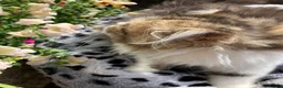 Persian cats for sale: Registered Pure Persian Kittens  - Advert 2