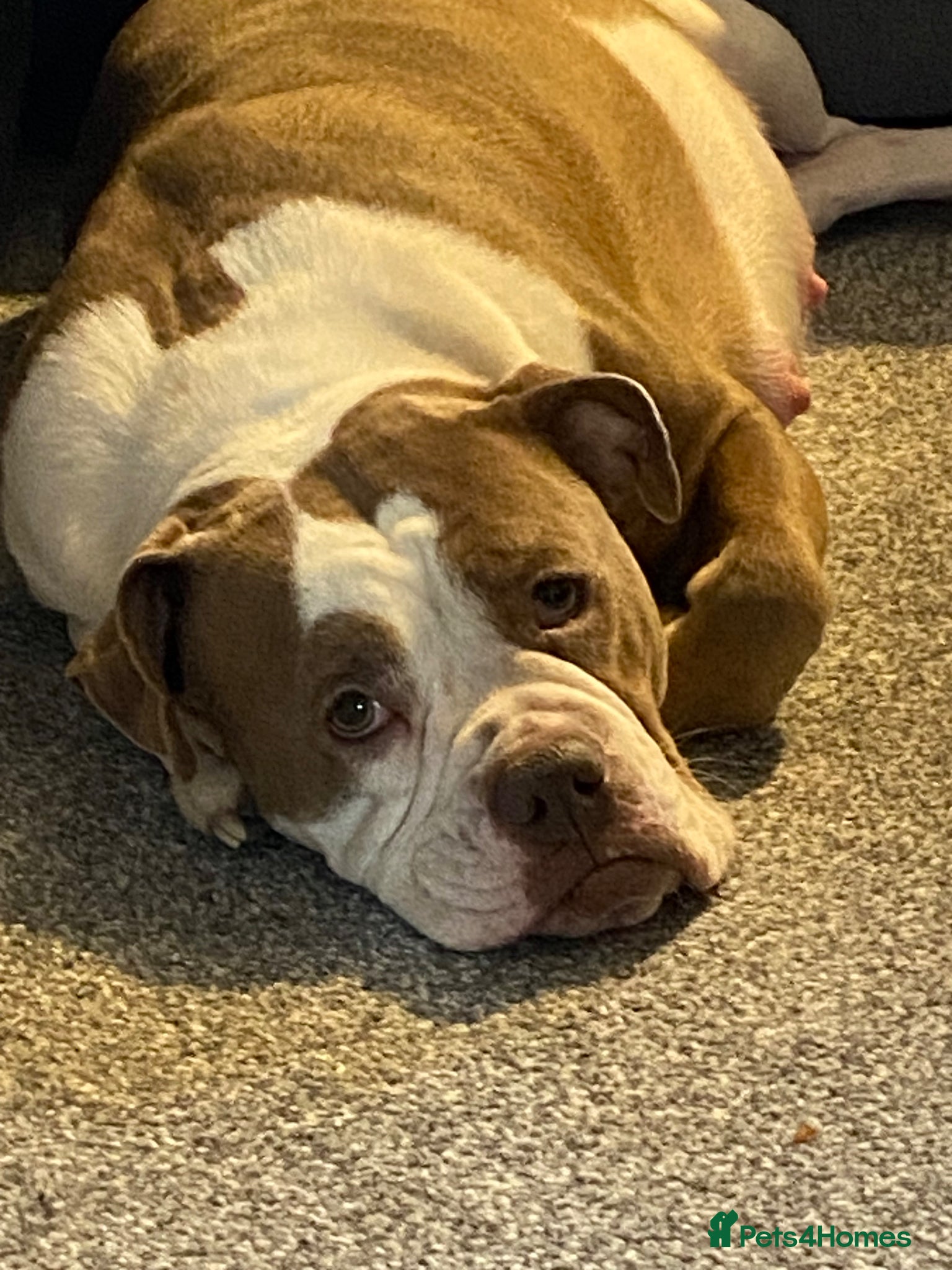 Olde English Bulldogge dogs Olde English Bulldogge Litter - Advert 1