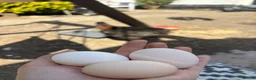 Chickens poultry for sale: Day old chicks 🥰 - Advert 8