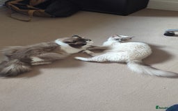 Ragdoll cats for sale: 🧁Sweet ragdolls - Image 28