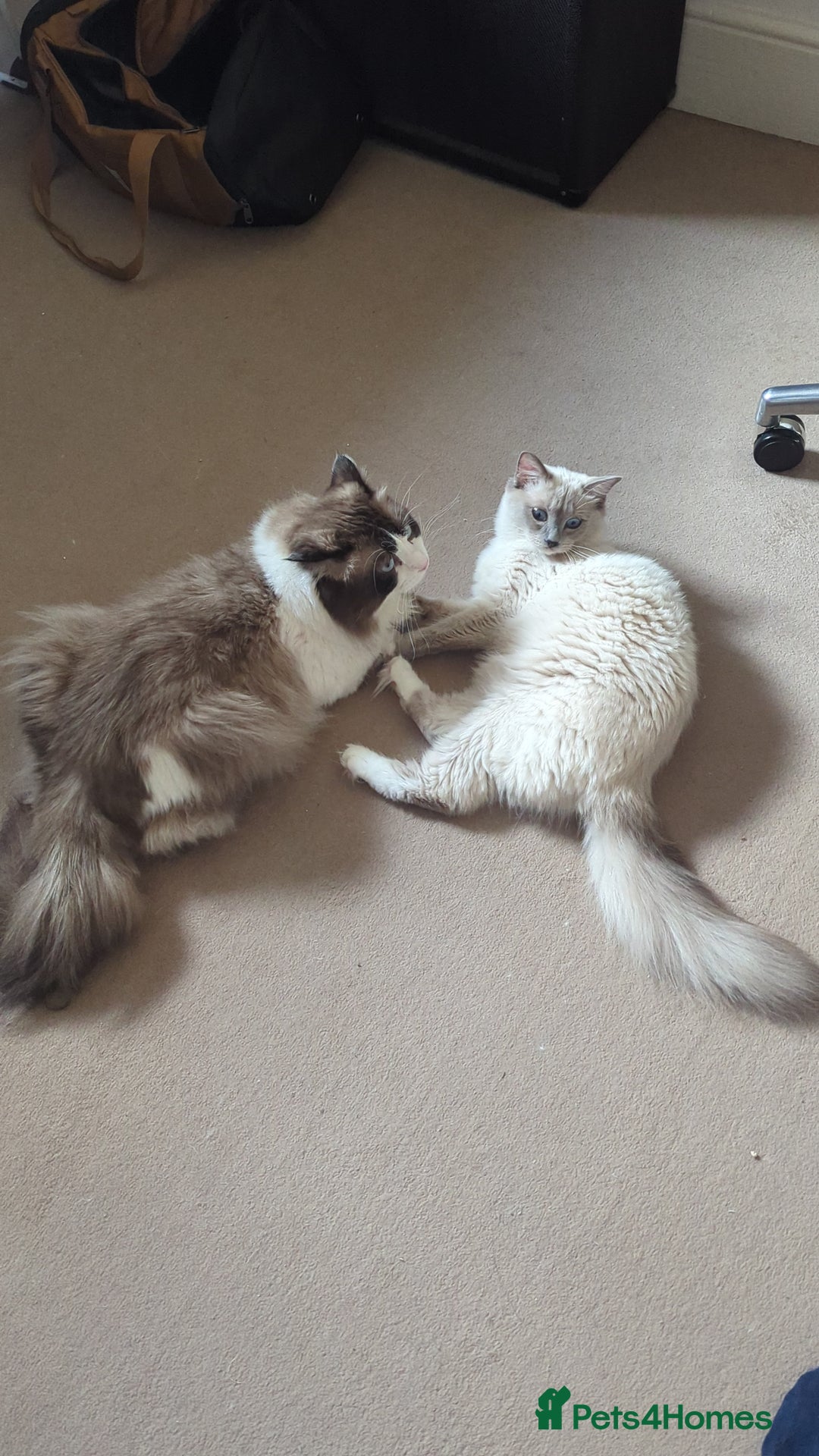 Ragdoll cats for sale: 🧁Sweet ragdolls - Image 28