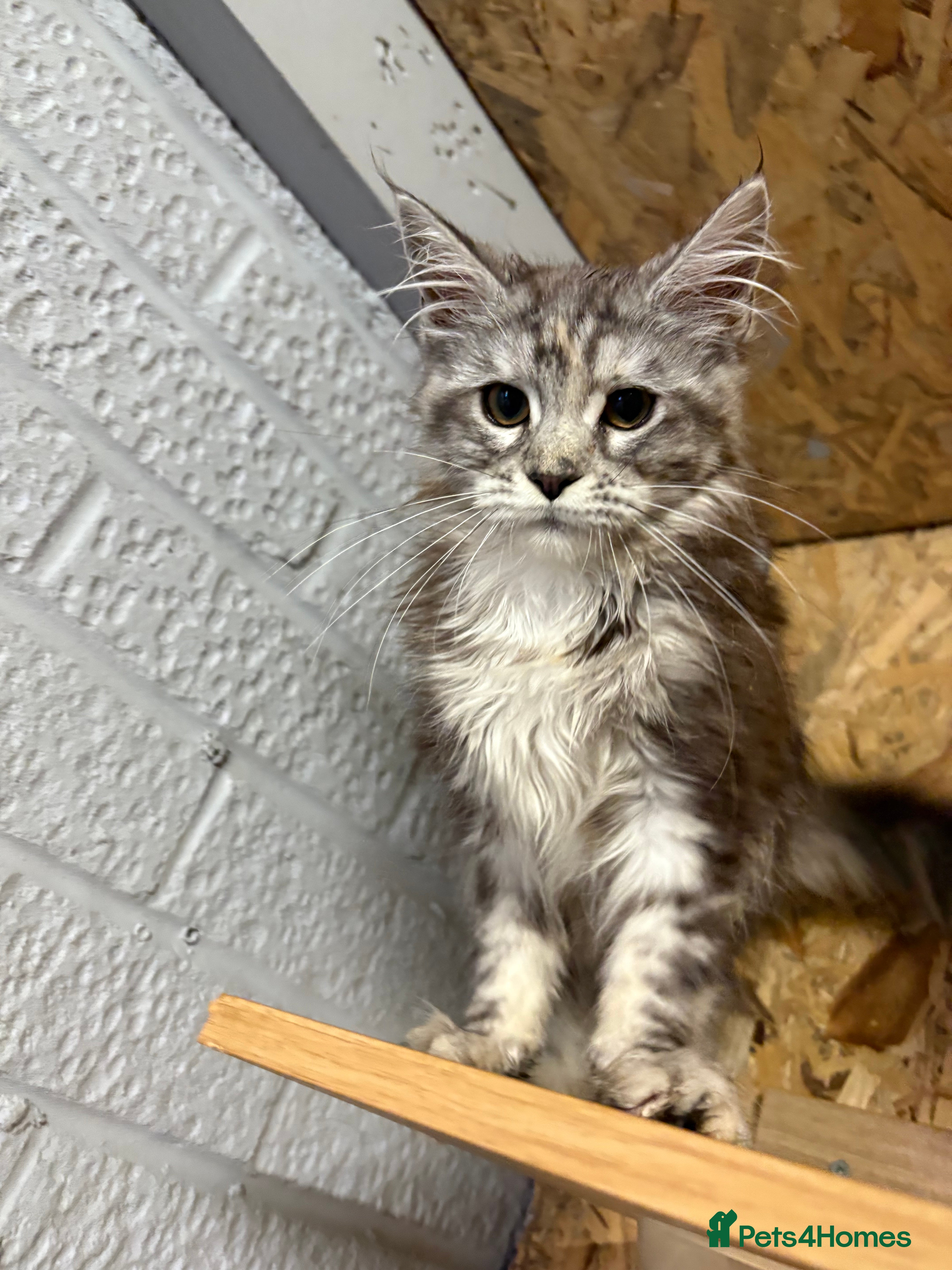 Maine Coon cats  Reduced last one GCCF READY TO GO - Advert 11