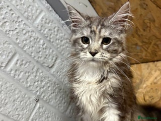 Maine Coon cats - Advert 30