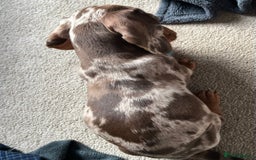 Dachshund dogs for sale: mini dapple dachshund girl - Image 3