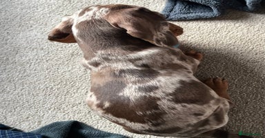 Dachshund dogs - Advert 14