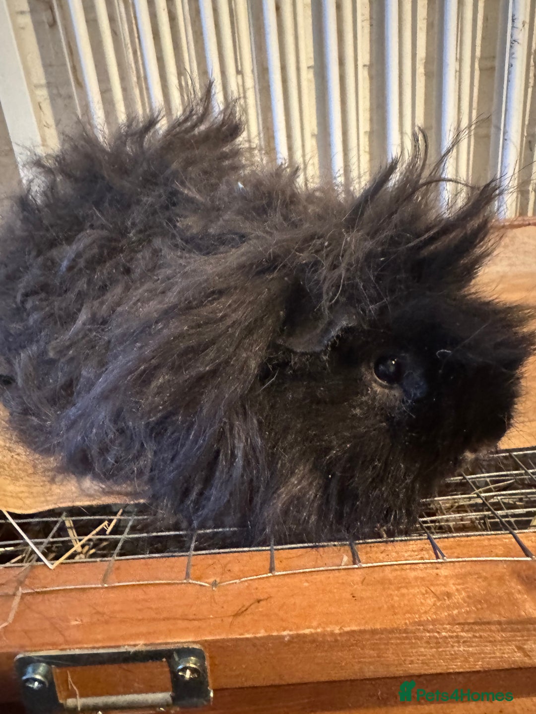 Guinea Pig rodents for sale: **FREE** Purebred Longhaired sows  - Image 13