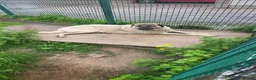 Anatolian Shepherd dogs for sale: Turkish Kangal - Advert 11